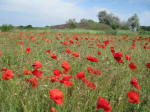 A field of poppies in the Ukrainian steppe. In the distance, you can see a small hill with some trees